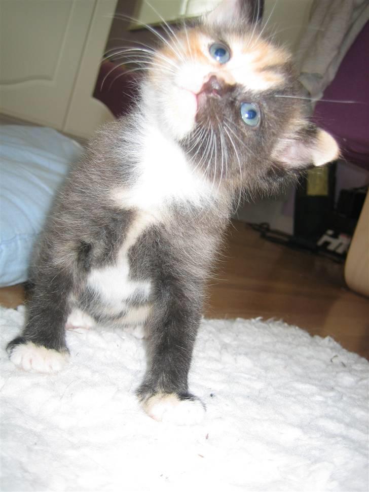 Blanding af racer Micha - velkommen til Michas profil =) billede 1