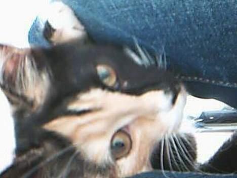 Blanding af racer Micha billede 2