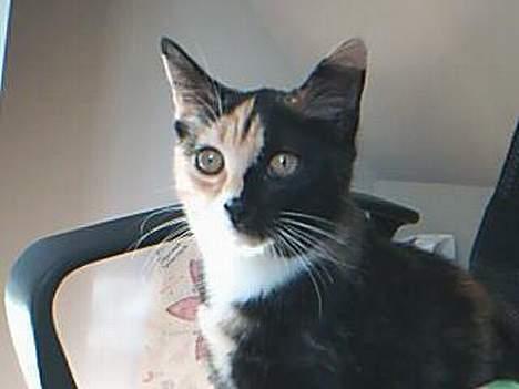 Blanding af racer Micha - hun blev vidst lidt fornærmet ;p billede 3