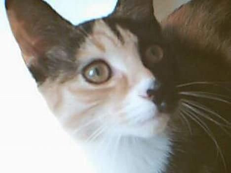 Blanding af racer Micha billede 4