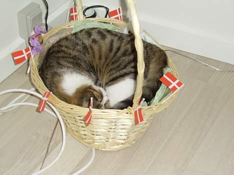 Huskat Pjevs billede 3