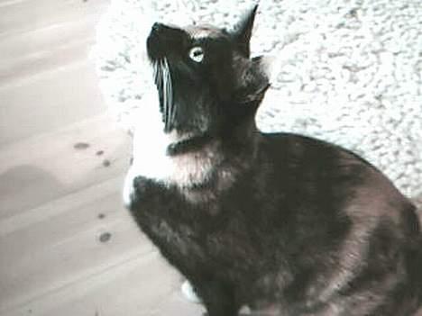 Blanding af racer Micha billede 5