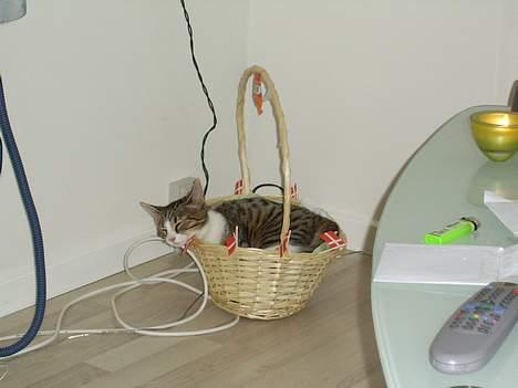 Huskat Pjevs billede 4