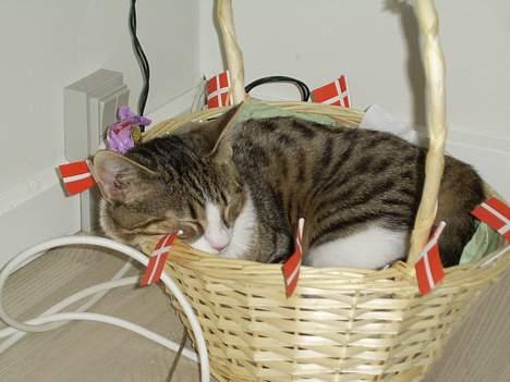 Huskat Pjevs billede 5