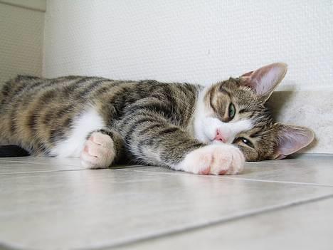 Huskat Pjevs billede 6