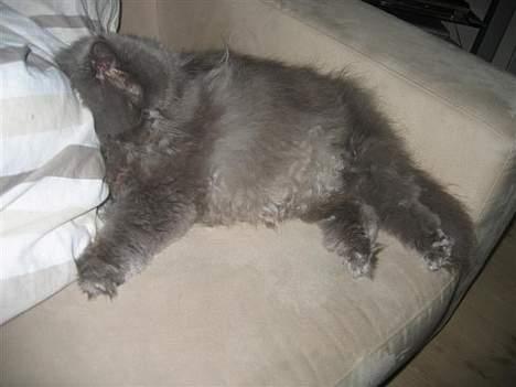 Perser Humphrey - Zzzzzzzzzz billede 20