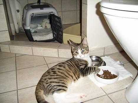 Huskat Pjevs - Hvad Jeg Er Bare Træt? billede 7