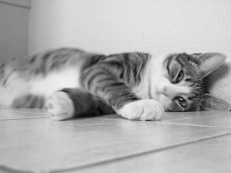 Huskat Pjevs billede 8