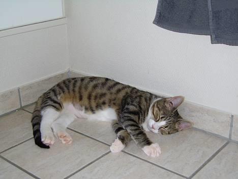 Huskat Pjevs billede 9