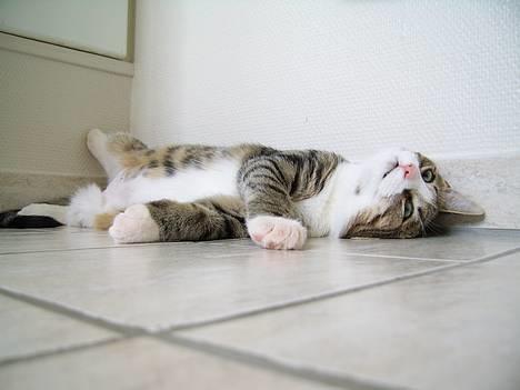 Huskat Pjevs - Er jeg ikke bare lækker billede 10