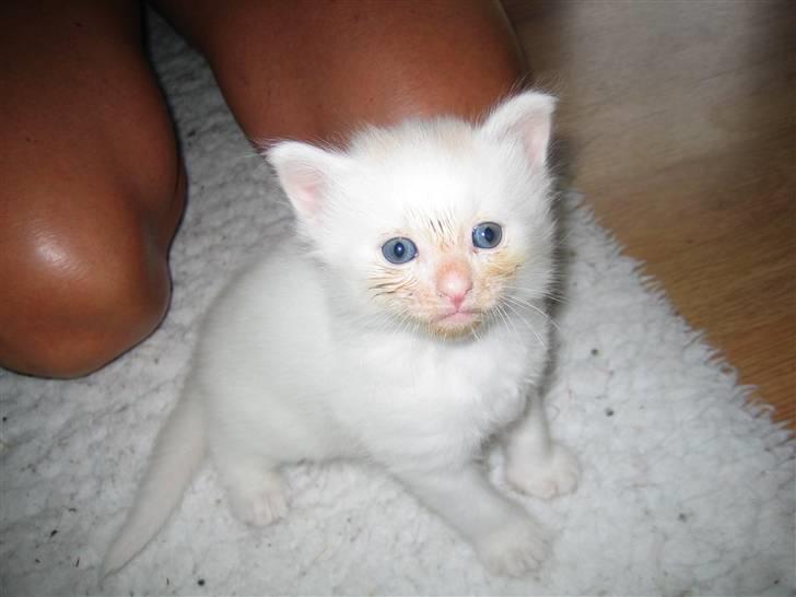 Blanding af racer Fnug - Velkommen til Fnugs profil :) billede 1