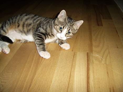 Huskat Pjevs billede 11