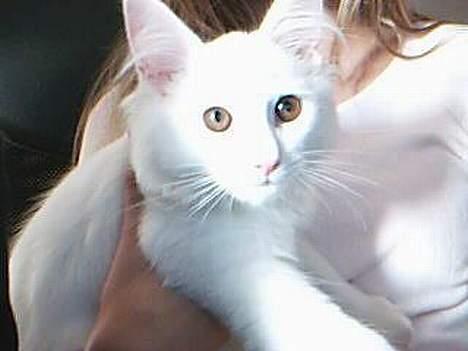 Blanding af racer Fnug billede 2