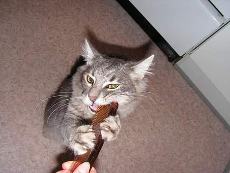 Norsk Skovkat Balou billede 14