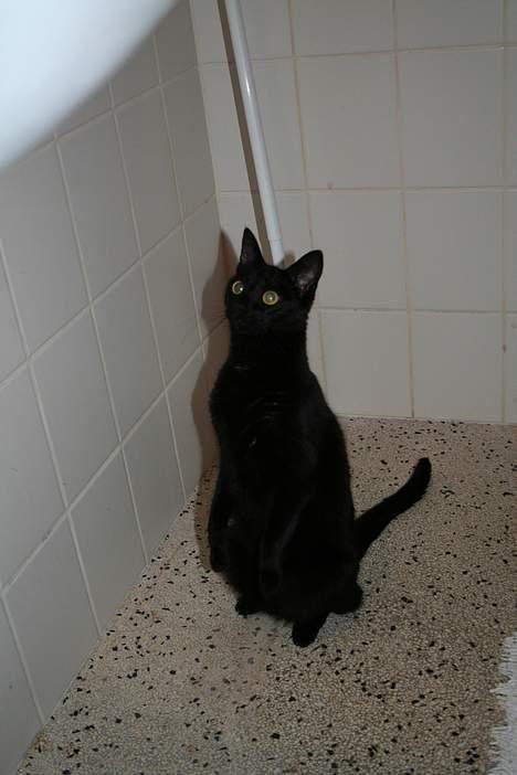 Blanding af racer Blackie - *NYT* SE jeg kan oz stå på bagben:=) billede 19