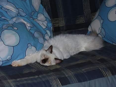 Hellig Birma Samson billede 1