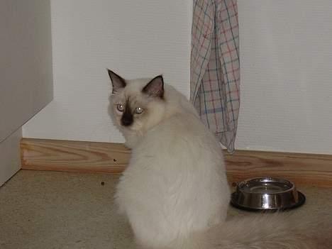 Hellig Birma Samson billede 2