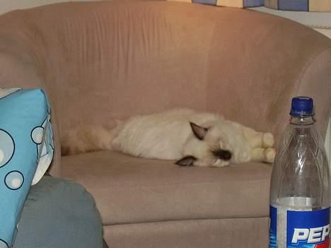 Hellig Birma Samson billede 3