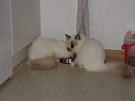 Hellig Birma Samson billede 4