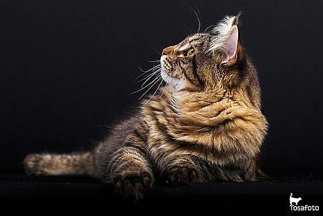 Maine Coon  Vingsted´s  Gentlemann billede 3