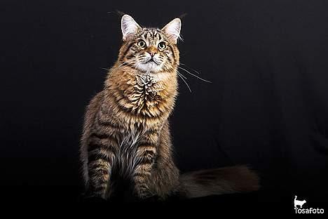 Maine Coon  Vingsted´s  Gentlemann billede 4