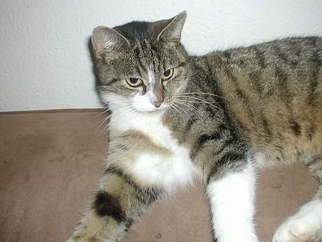 Huskat Smut *Prinsessen* - se lige prinsessen der tror hun ejer hele verden:) VELKOMMEN TIL SMUTS PROFIL GOD TUR HERIND OG KIG GERNE ALLE BILLEDERNE:) billede 1