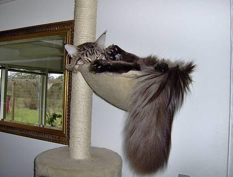 Maine Coon  Vingsted´s  Gentlemann - Hmm, køb nogle større hylder, tak ;) billede 5
