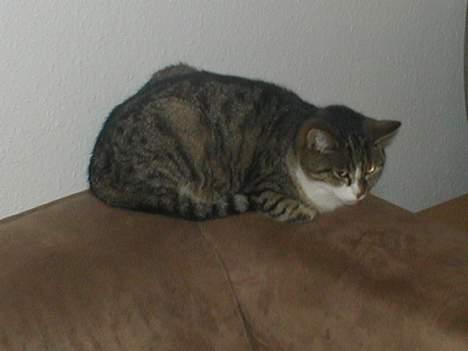 Huskat Smut *Prinsessen* - HMM... jeg er lidt træt... billede 2