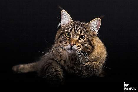 Maine Coon  Vingsted´s  Gentlemann billede 6