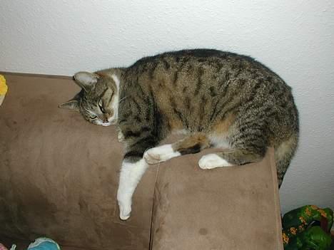 Huskat Smut *Prinsessen* - ihhh! hygge=) billede 3