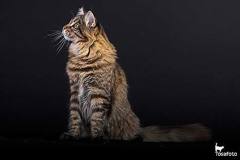 Maine Coon  Vingsted´s  Gentlemann billede 7
