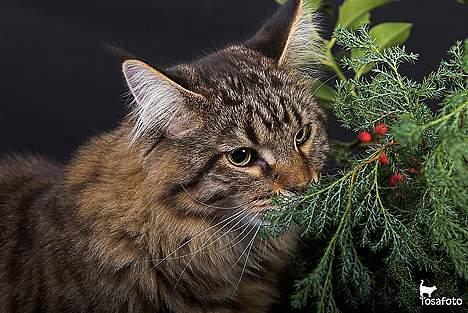 Maine Coon  Vingsted´s  Gentlemann billede 8