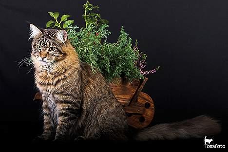 Maine Coon  Vingsted´s  Gentlemann billede 9