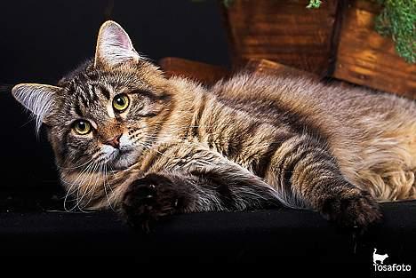 Maine Coon  Vingsted´s  Gentlemann billede 10