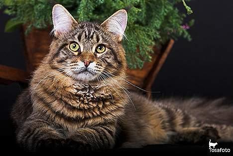 Maine Coon  Vingsted´s  Gentlemann billede 11