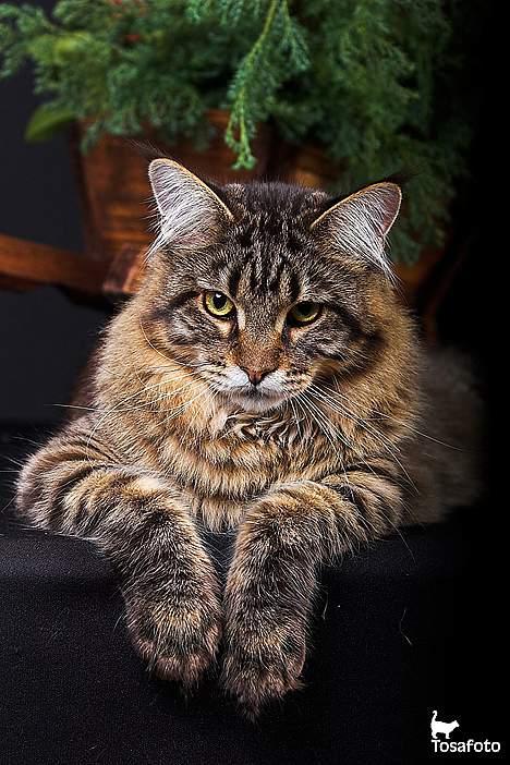 Maine Coon  Vingsted´s  Gentlemann billede 12