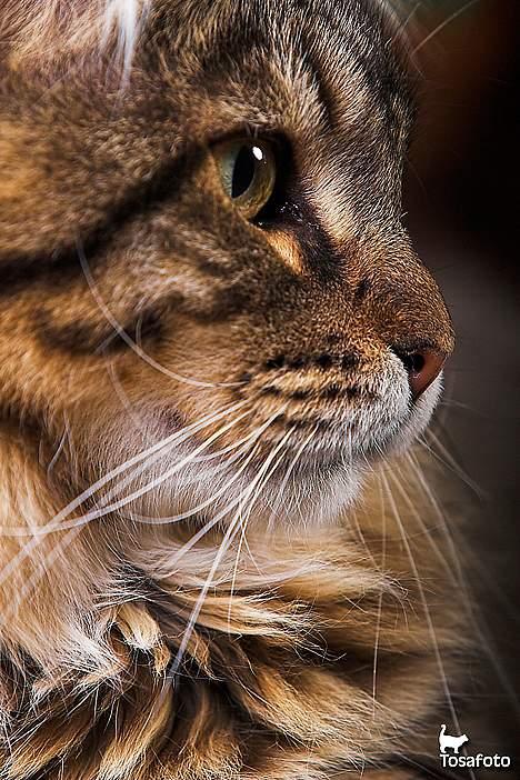 Maine Coon  Vingsted´s  Gentlemann billede 13