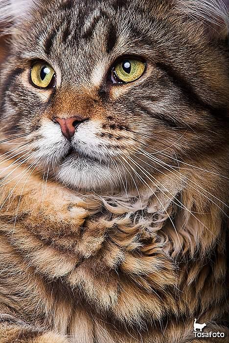 Maine Coon  Vingsted´s  Gentlemann billede 14