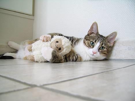 Huskat Pjevs - Mig og min bedste ven Bingo billede 12