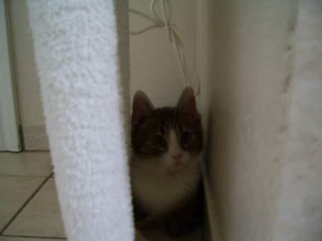 Huskat Pjevs billede 13