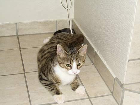 Huskat Pjevs - Hvor er jeg træt billede 14