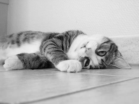 Huskat Pjevs - Er Jeg ikke sød...? billede 15