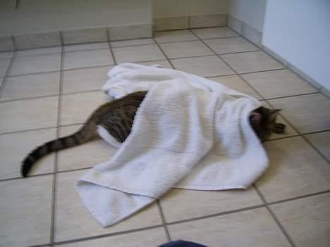 Huskat Pjevs - Hehe Gemmer mig Så kan de ikke se mig billede 17