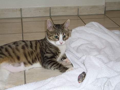 Huskat Pjevs - Øv i fandt mig billede 18