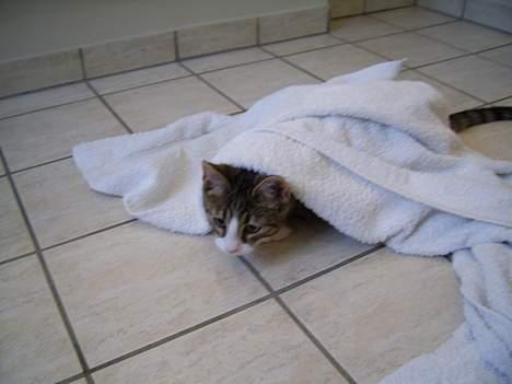 Huskat Pjevs - Nu vil jeg ikke mere billede 19