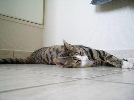 Huskat Pjevs - Nu vil jeg sove billede 20