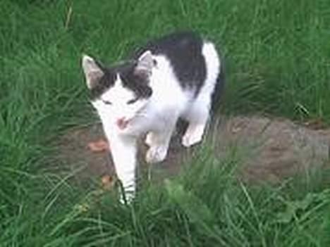 Huskat bombom død billede 9