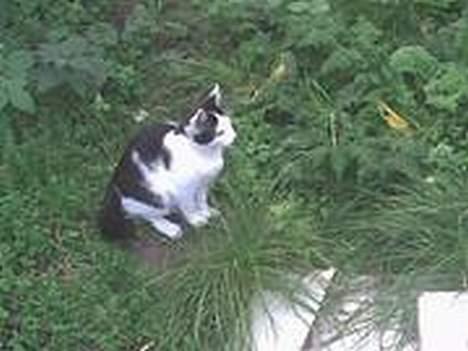 Huskat bombom død billede 10