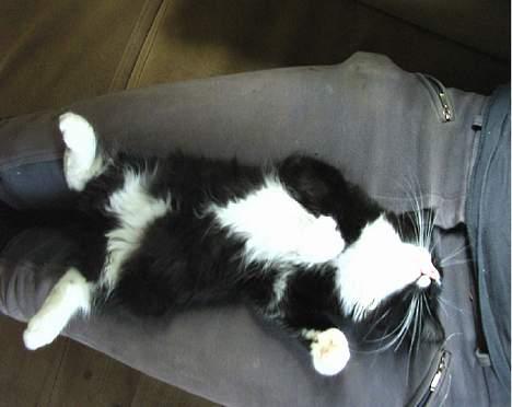 Blanding af racer Clare billede 7