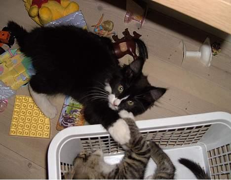 Blanding af racer Clare billede 8